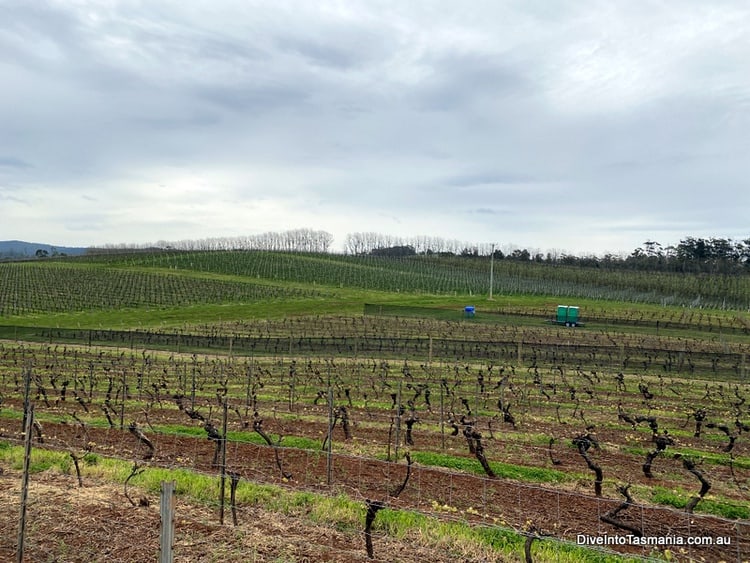 Best Tamar Valley Wineries