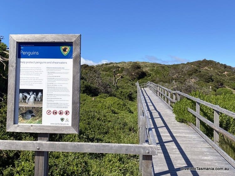 Bruny Island penguins boardwalk