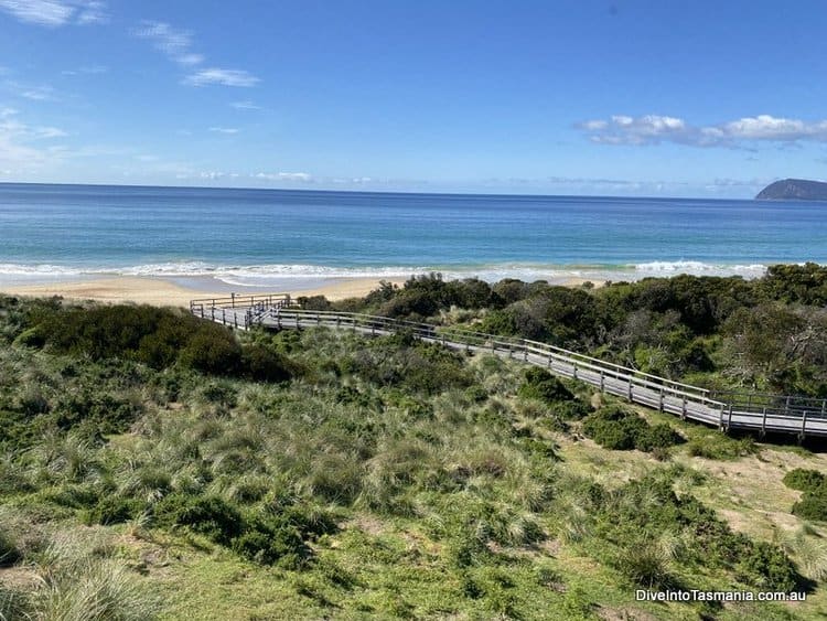 Bruny Island penguins viewing platform