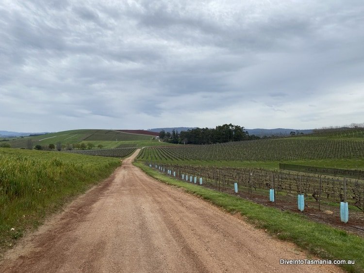 Pipers Brook Vineyard